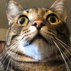 Meet your Posher, Willa